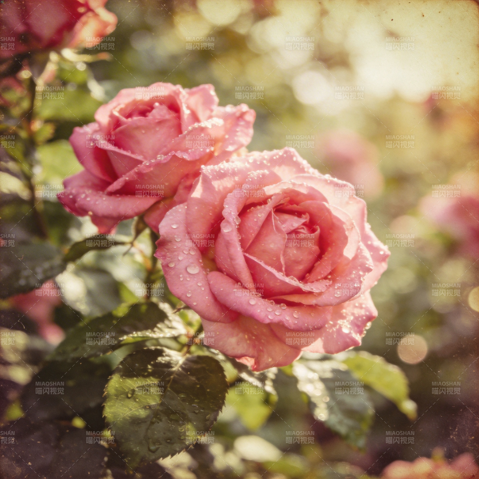 晨露玫瑰绽放图片