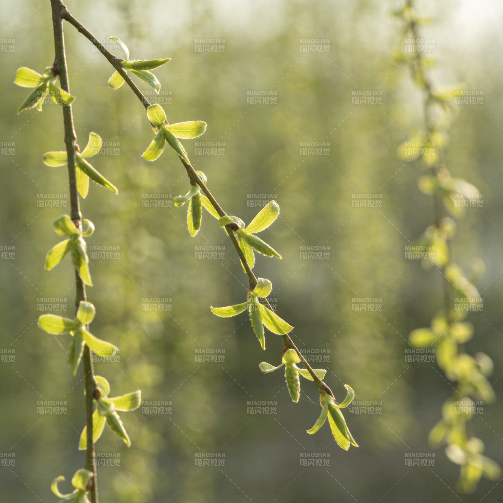 嫩芽初绽春意浓图片