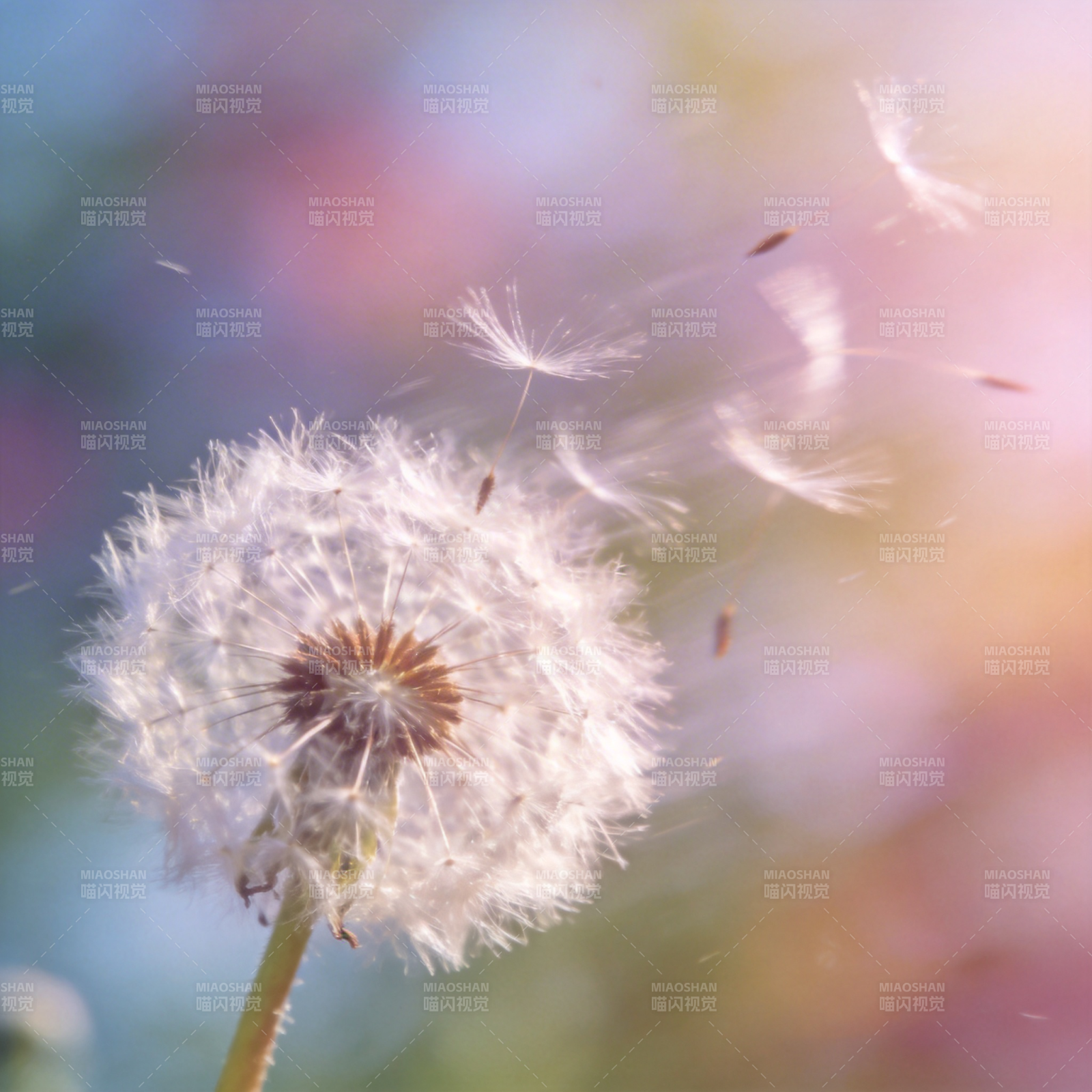 蒲公英随风飘散图片