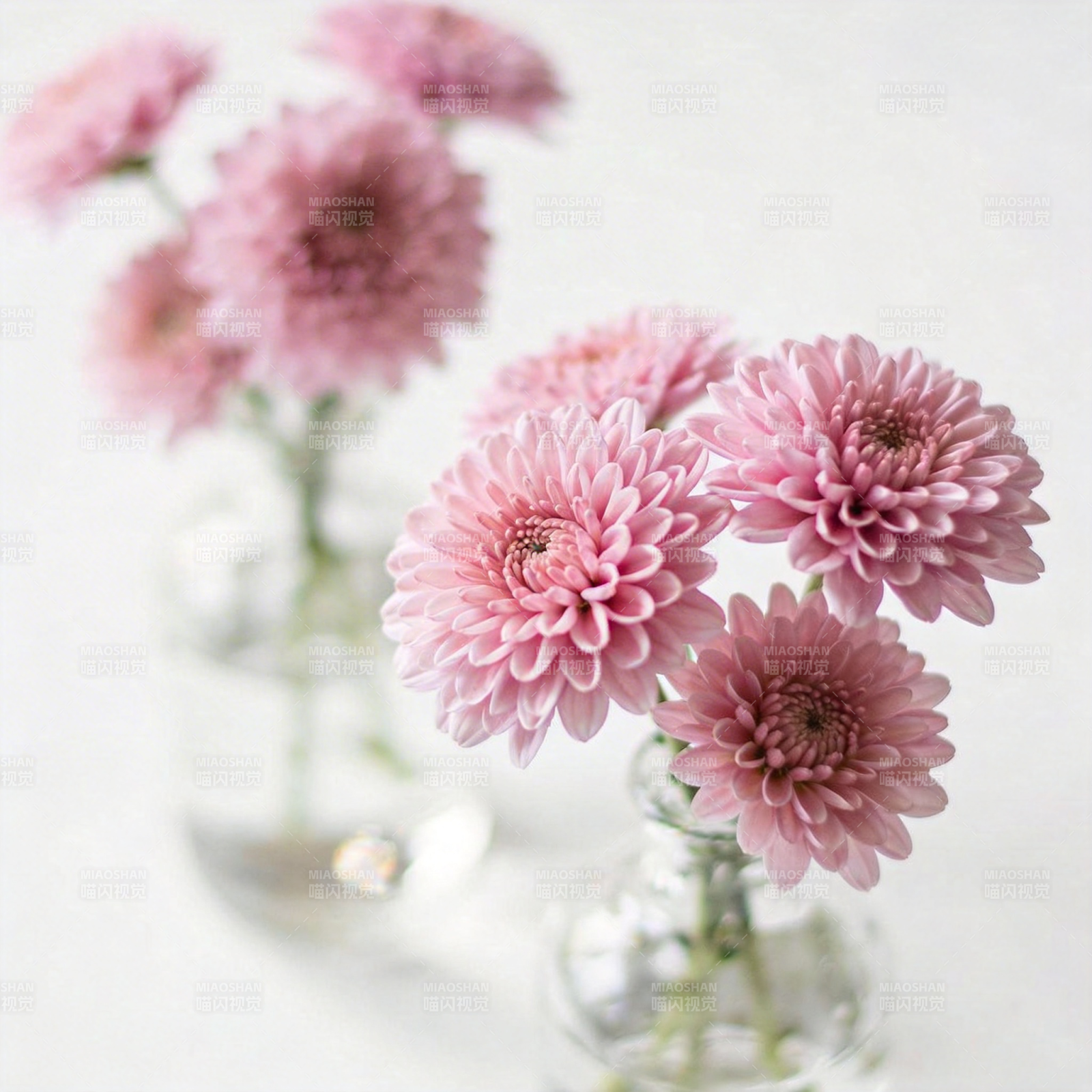 粉菊静谧绽放图片