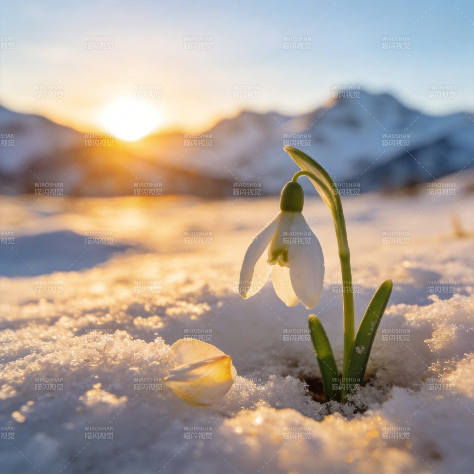 雪中春花图片