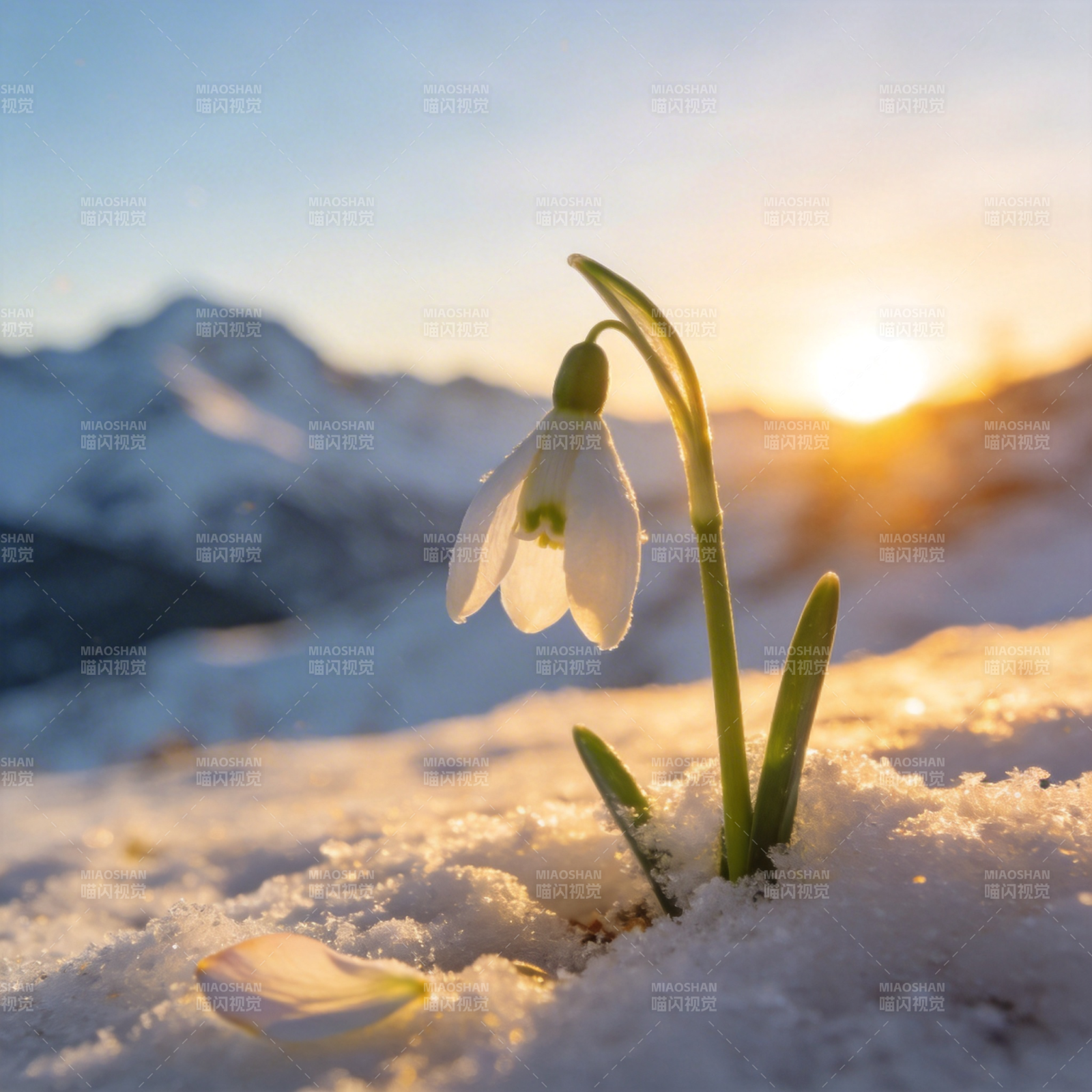 雪中初绽的雪花莲图片