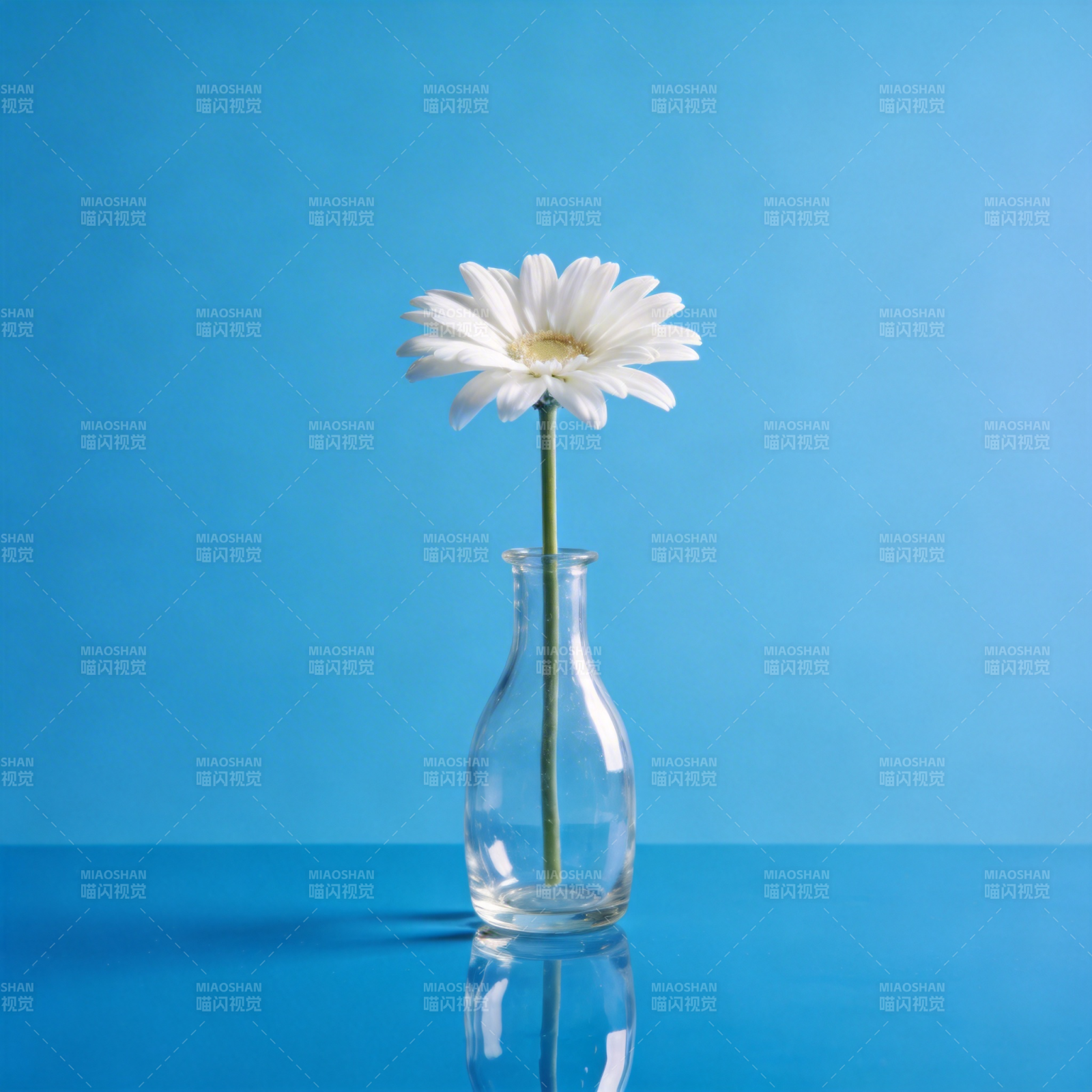 白菊静置蓝境图片