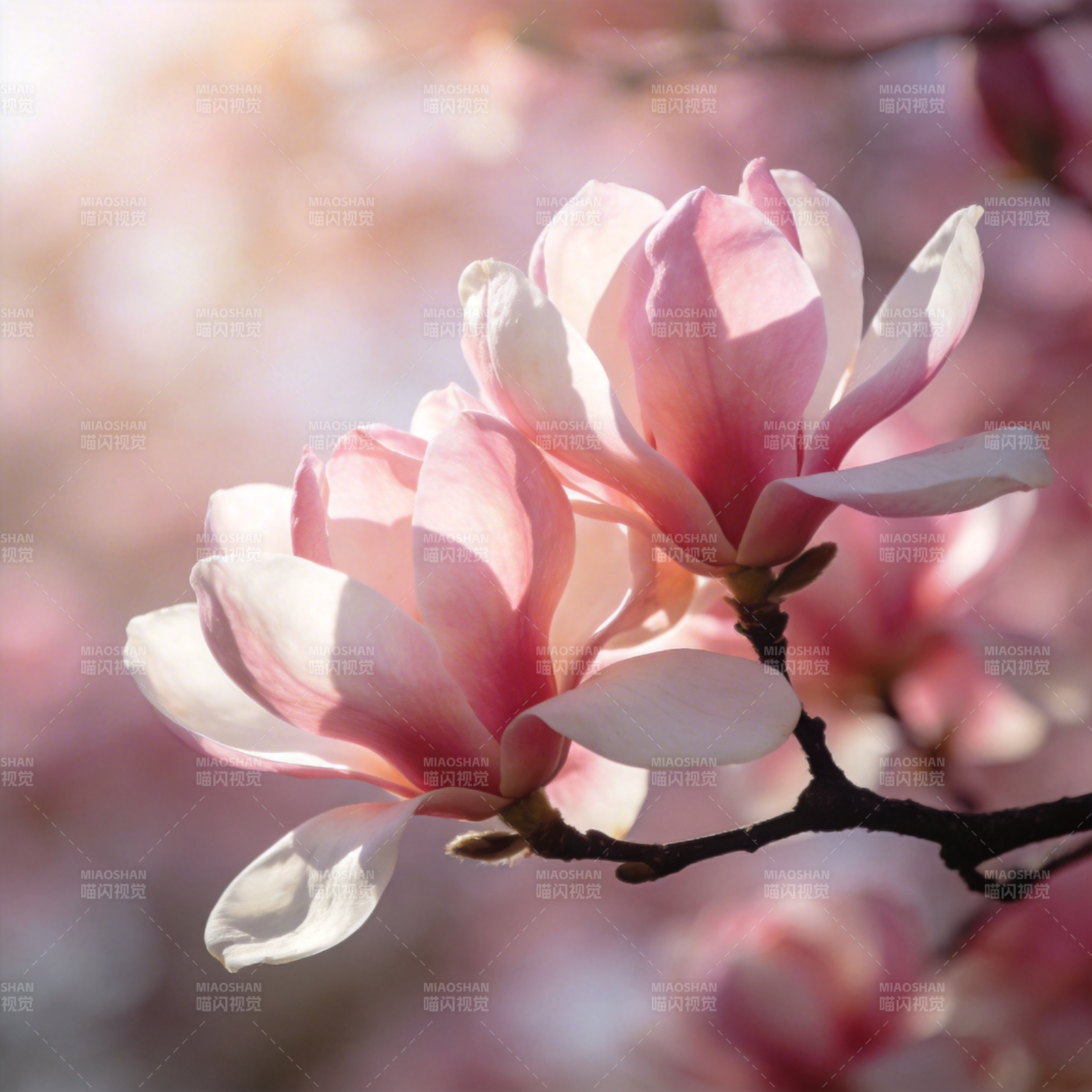 玉兰花开图片