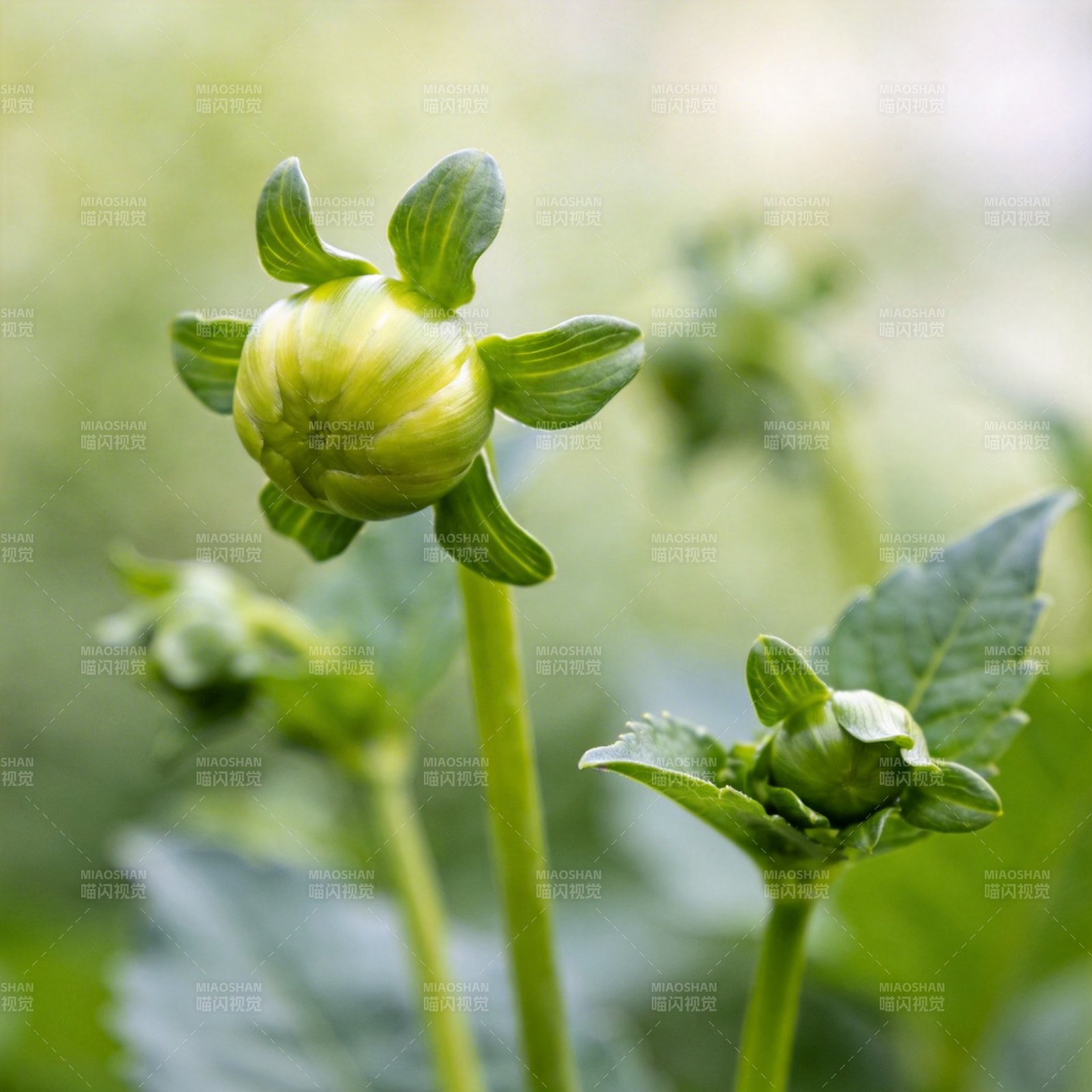 花蕾初绽 绿意盎然图片