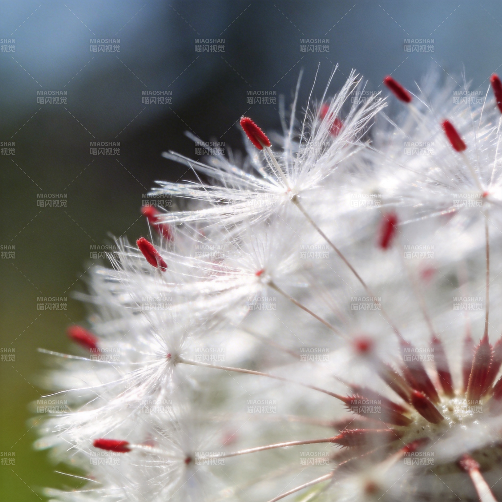蒲公英的种子图片