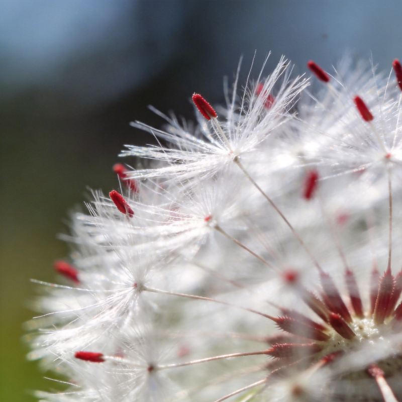 蒲公英的种子图片