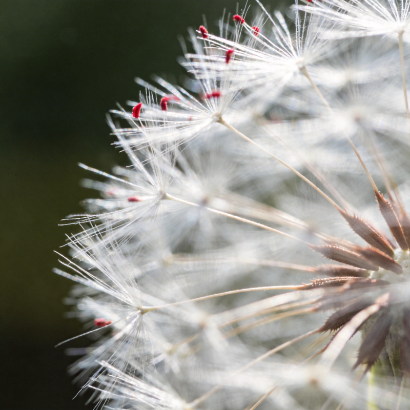 蒲公英的绒毛图片