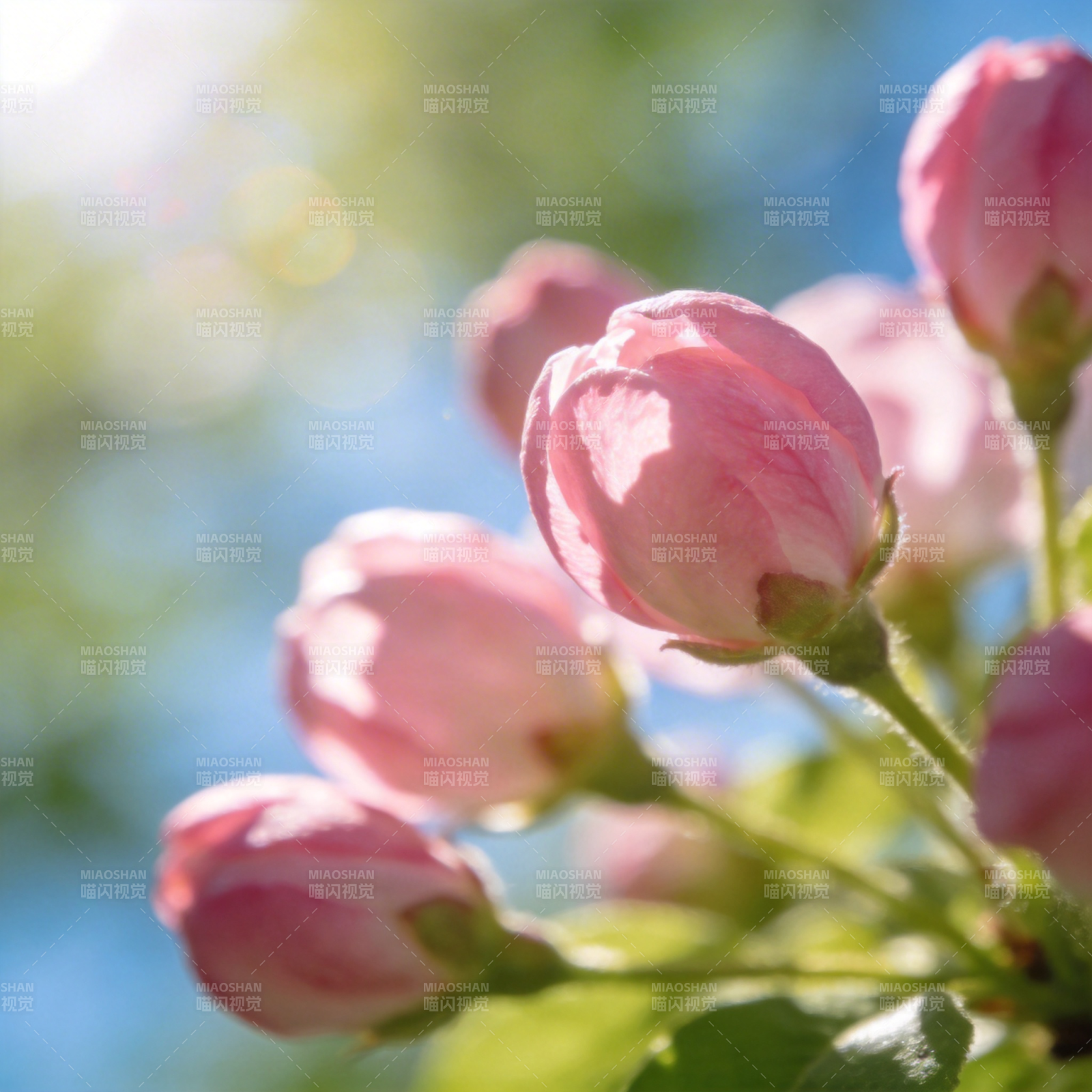 粉嫩花苞迎春绽放图片