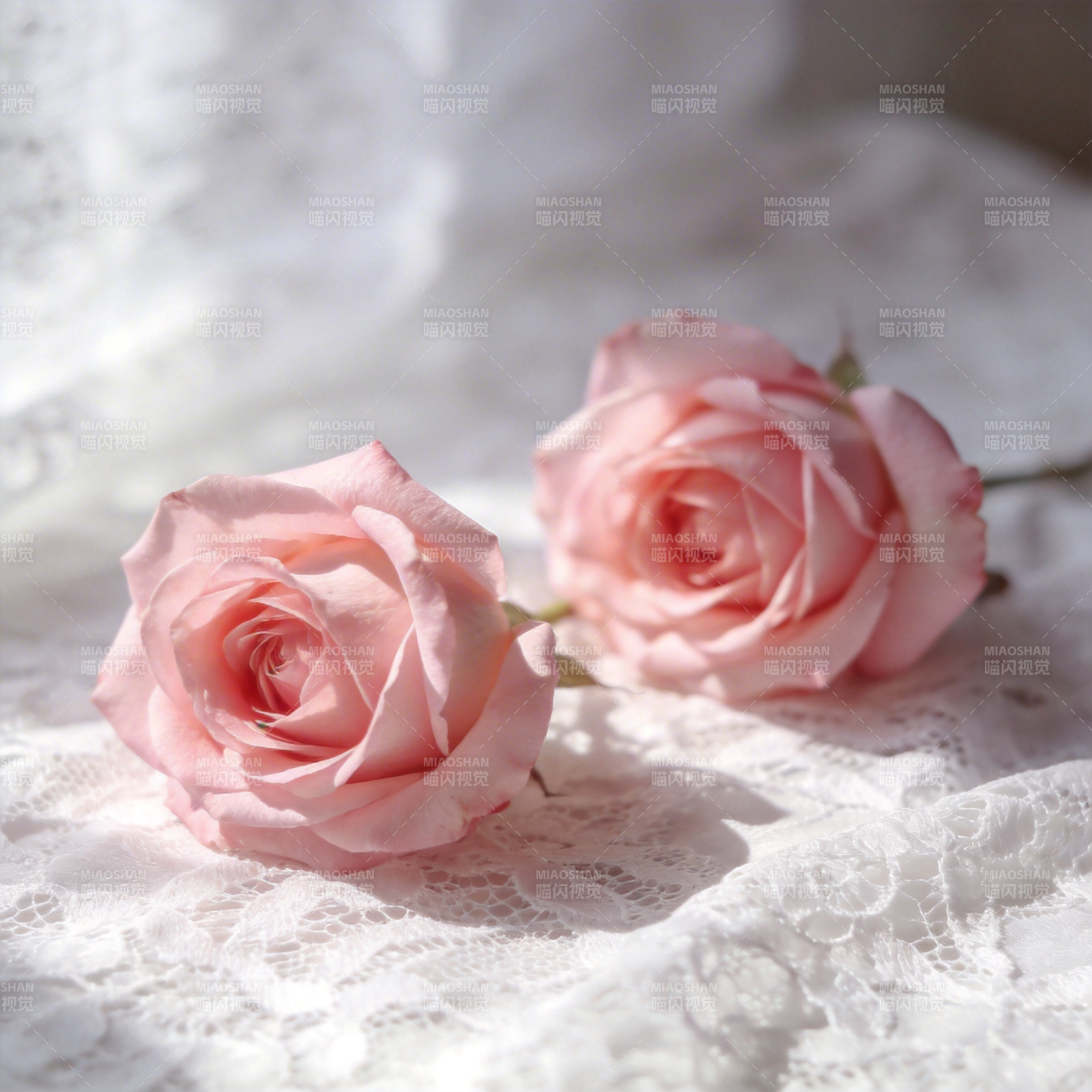 粉玫瑰静谧之美图片