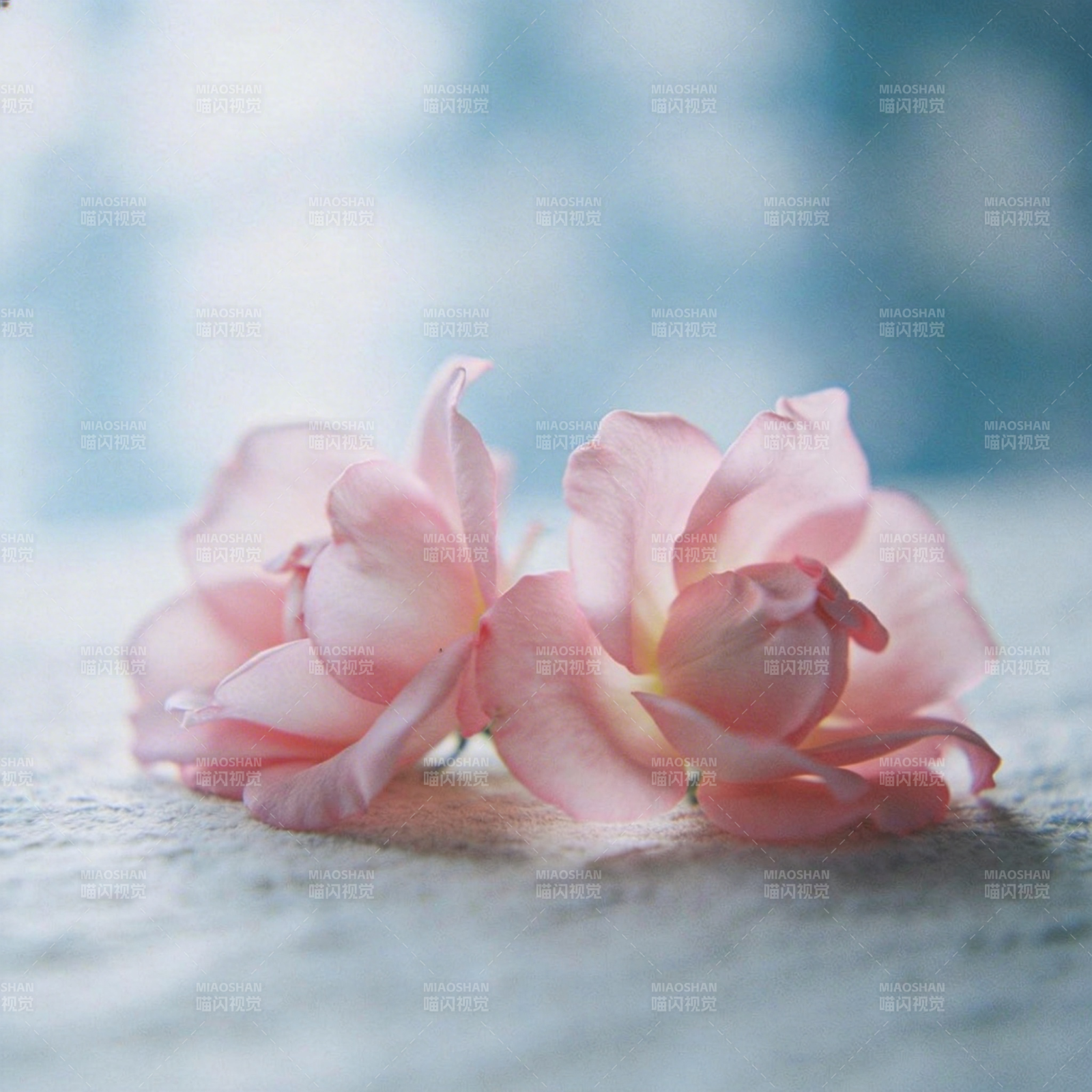 粉玫瑰静谧绽放图片