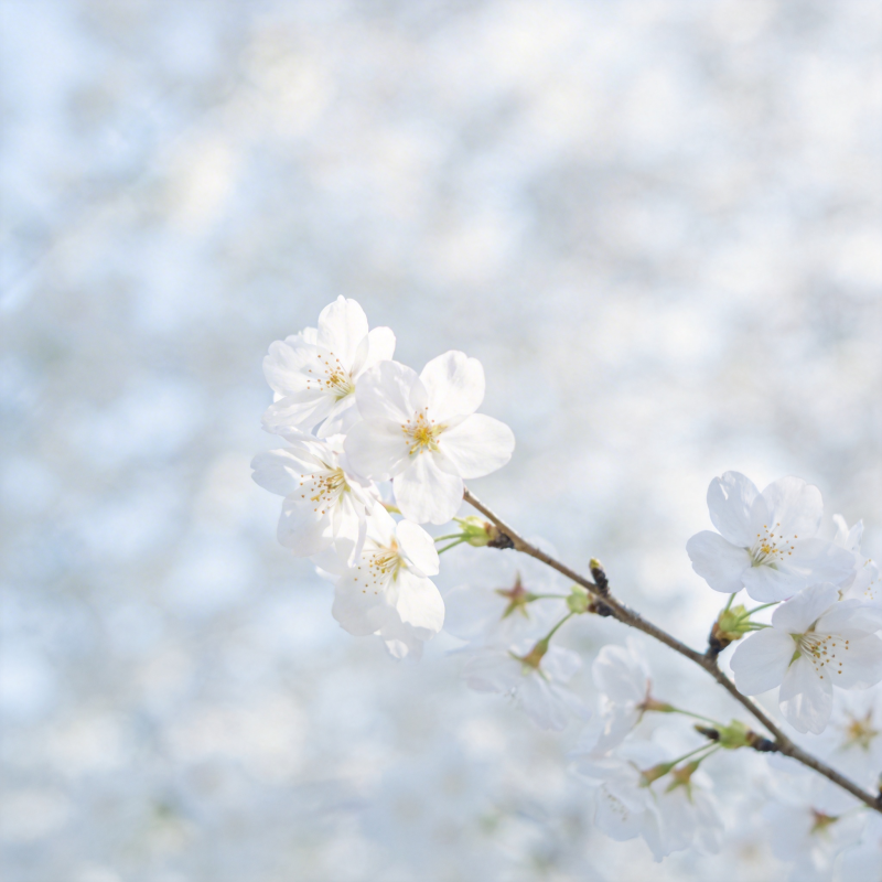 樱花绽放枝头图片