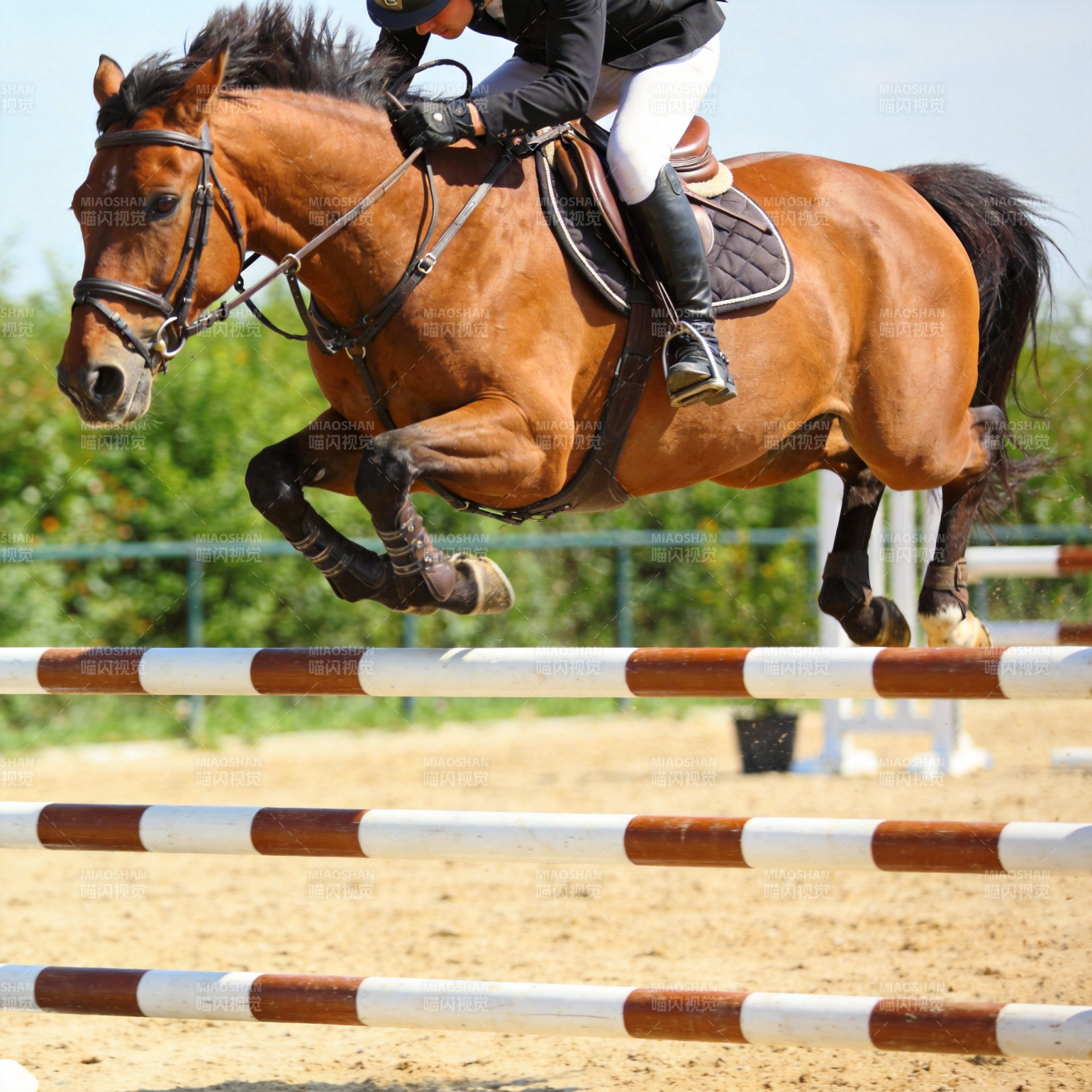 骏马飞跃障碍图片