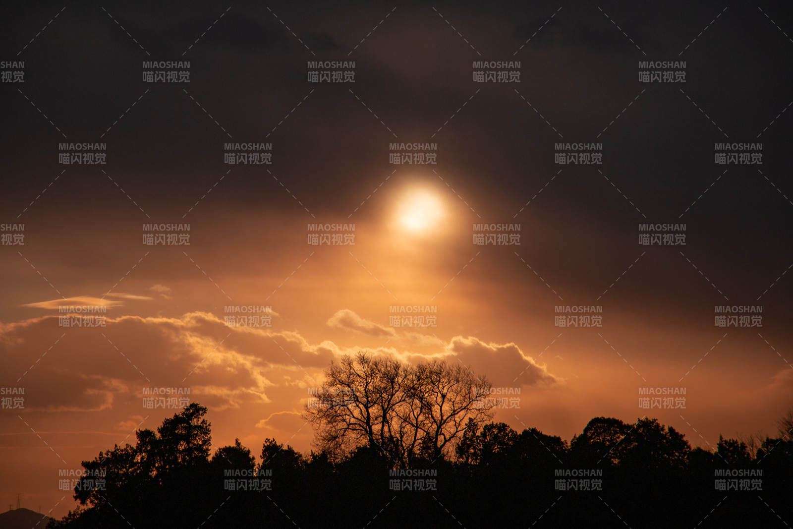 颐和园暮色中的树影图片