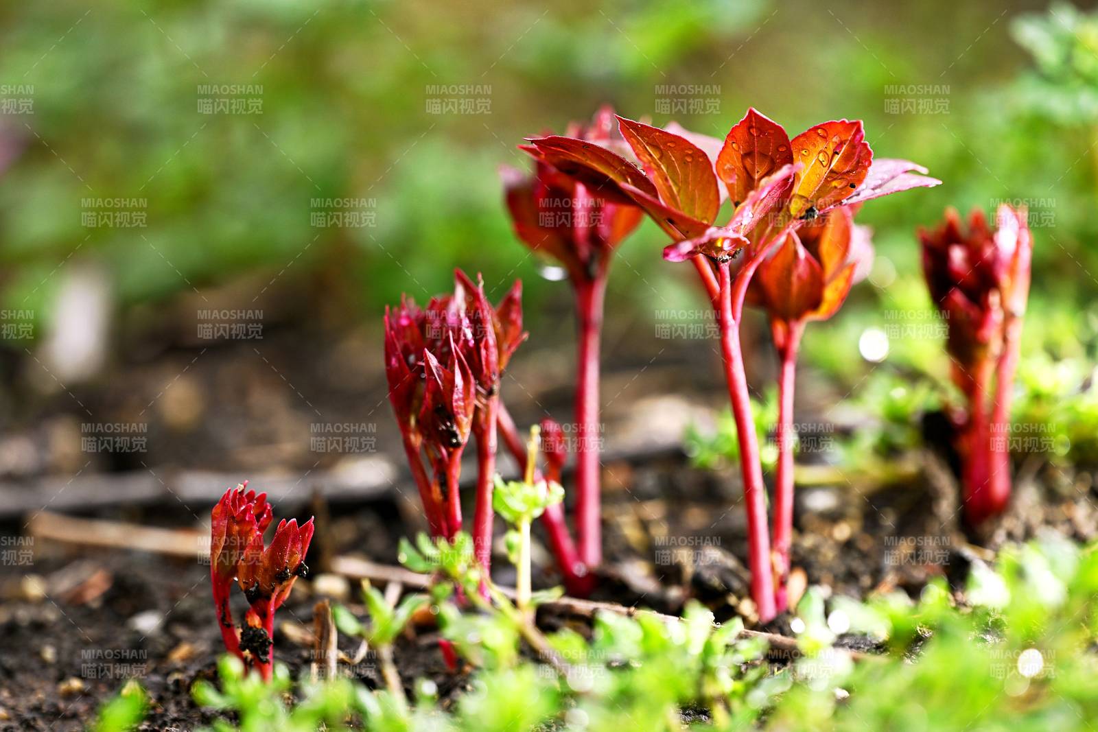 芍药花嫩芽破土而出图片