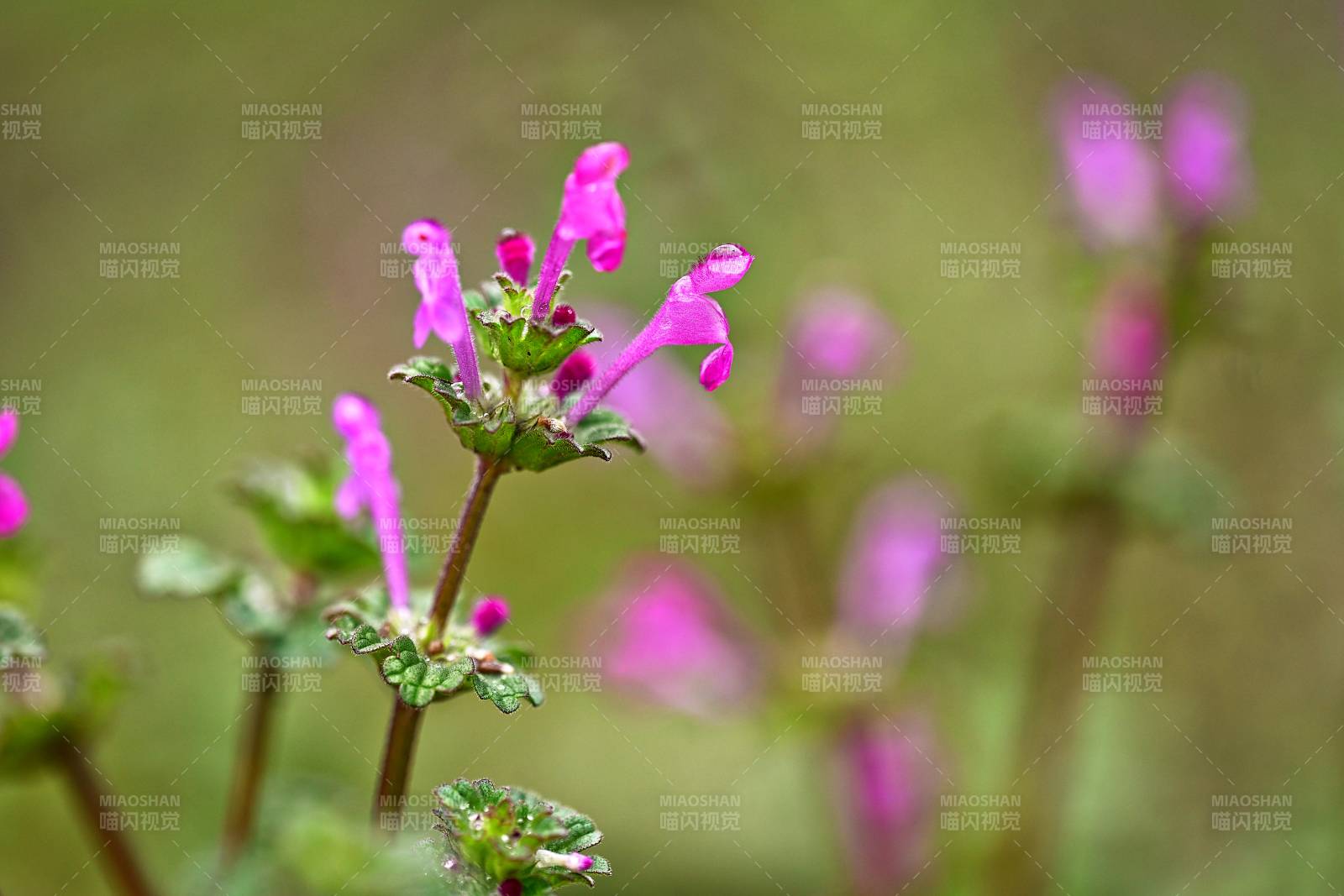 紫花绽放绿意中图片