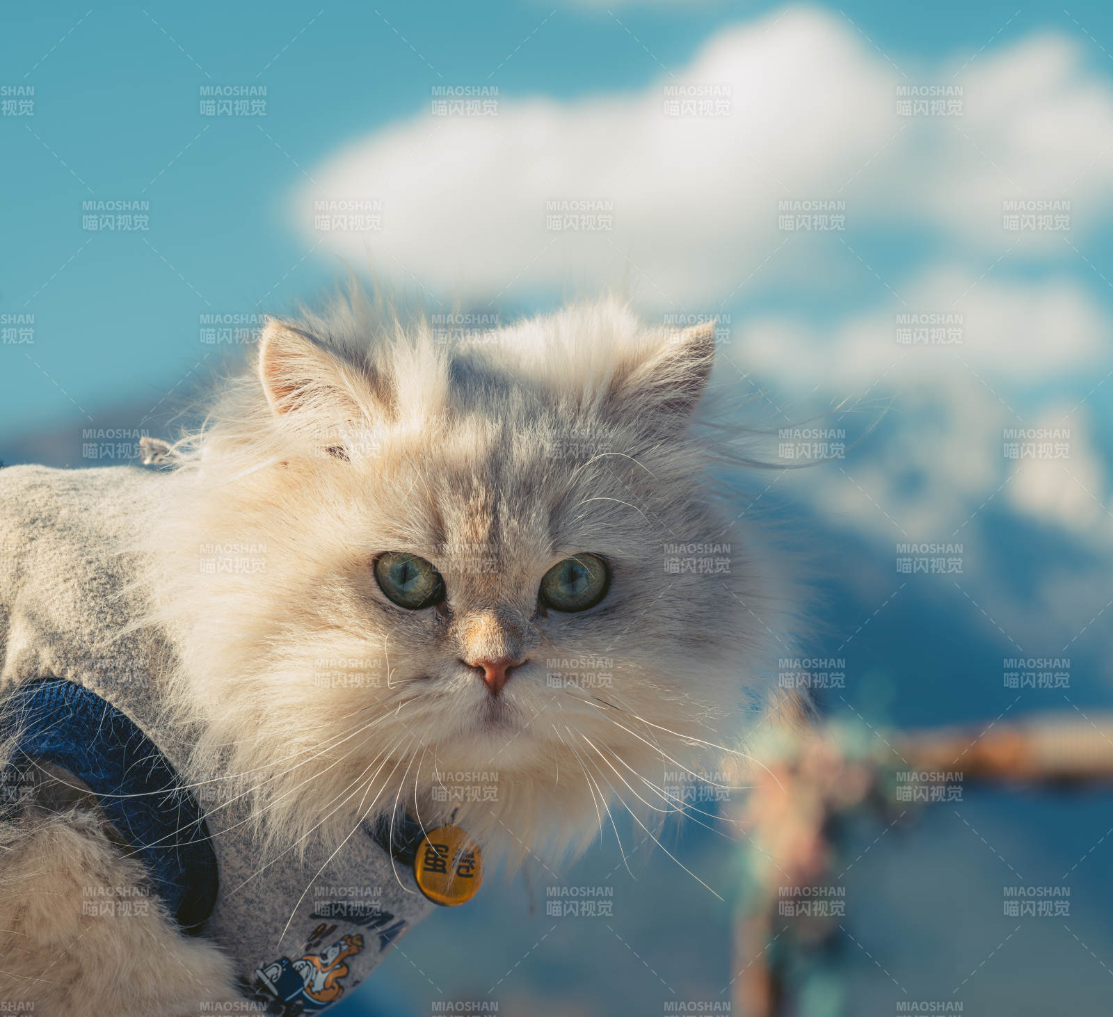 雪山上的猫咪图片