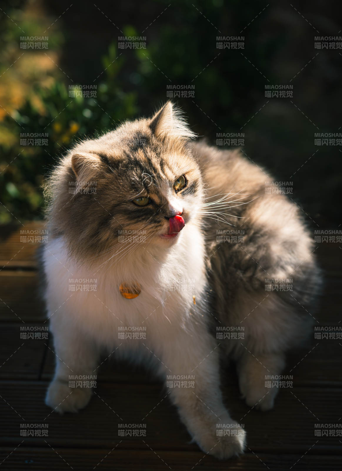 猫咪舔唇 阳光下静坐图片