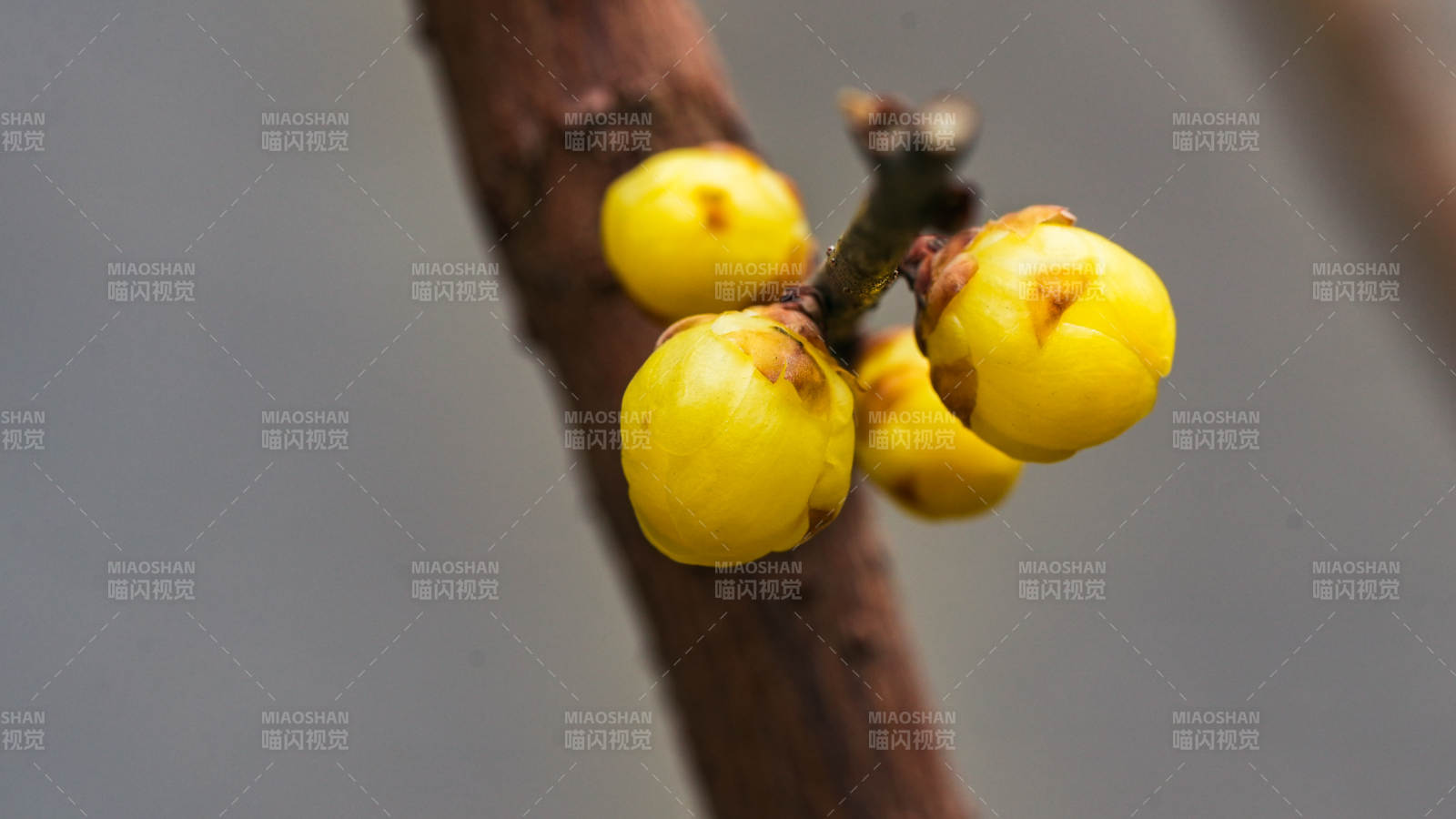 北京卧佛寺腊梅枝头挂图片