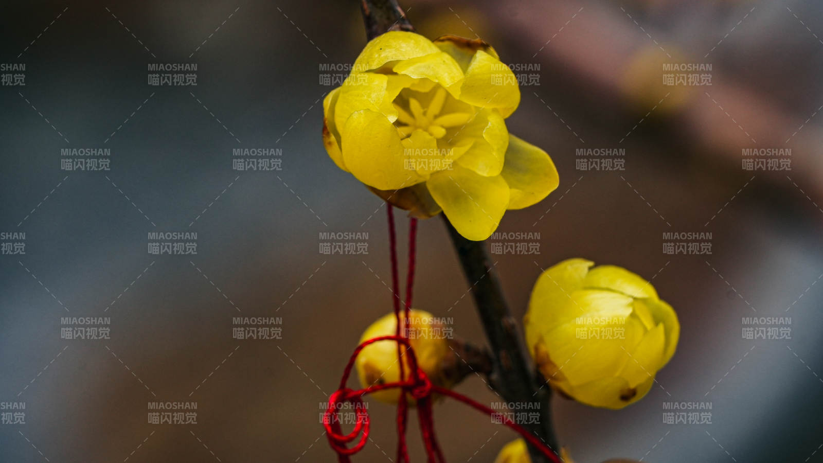 北京卧佛寺腊梅绽放枝头图片