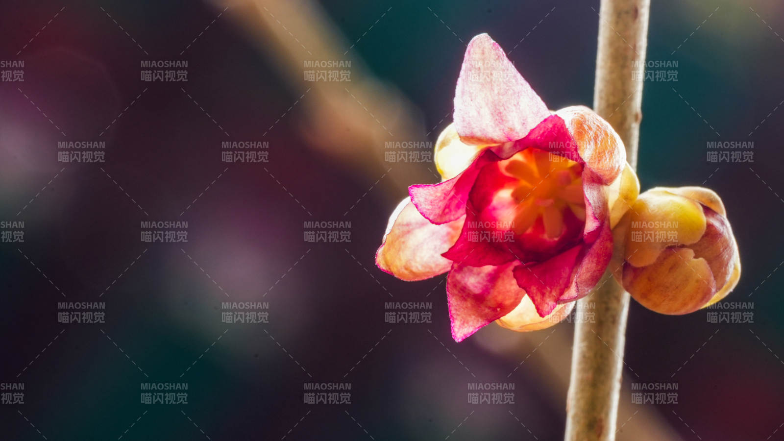 梅花绽放枝头图片