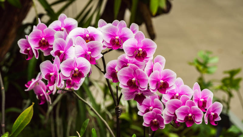 紫粉色兰花绽放图片