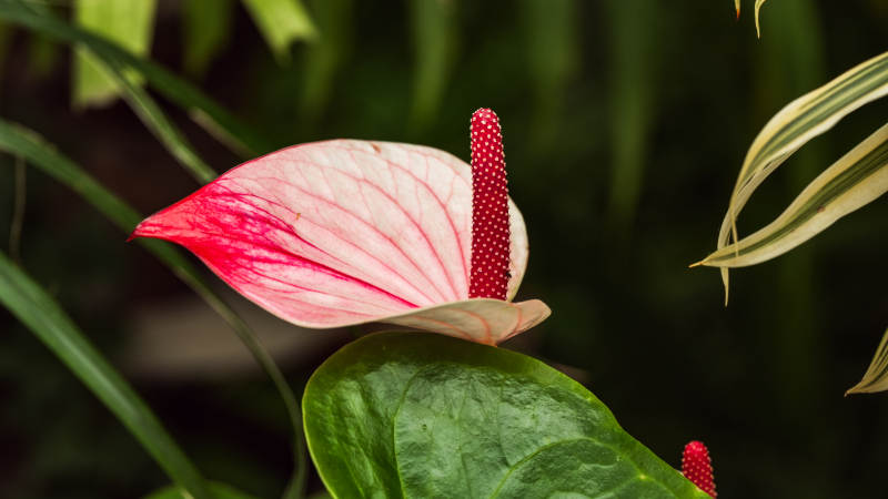 粉红花烛绽放图片
