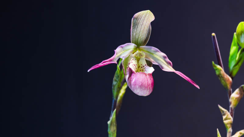 国家植物园温室兰花绽放 优雅迷人图片