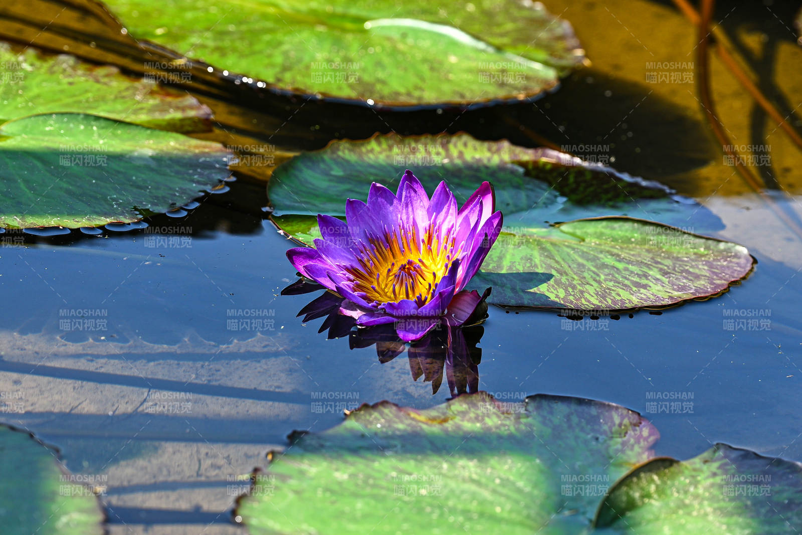 紫色睡莲绽放池塘图片