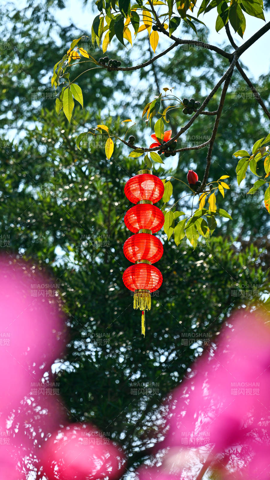 蓝天下喜庆红灯笼挂枝头图片