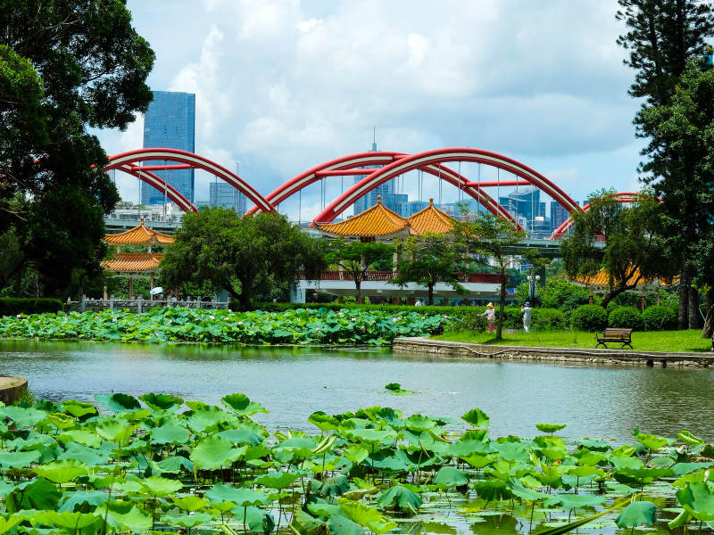 彩虹桥下的荷塘图片