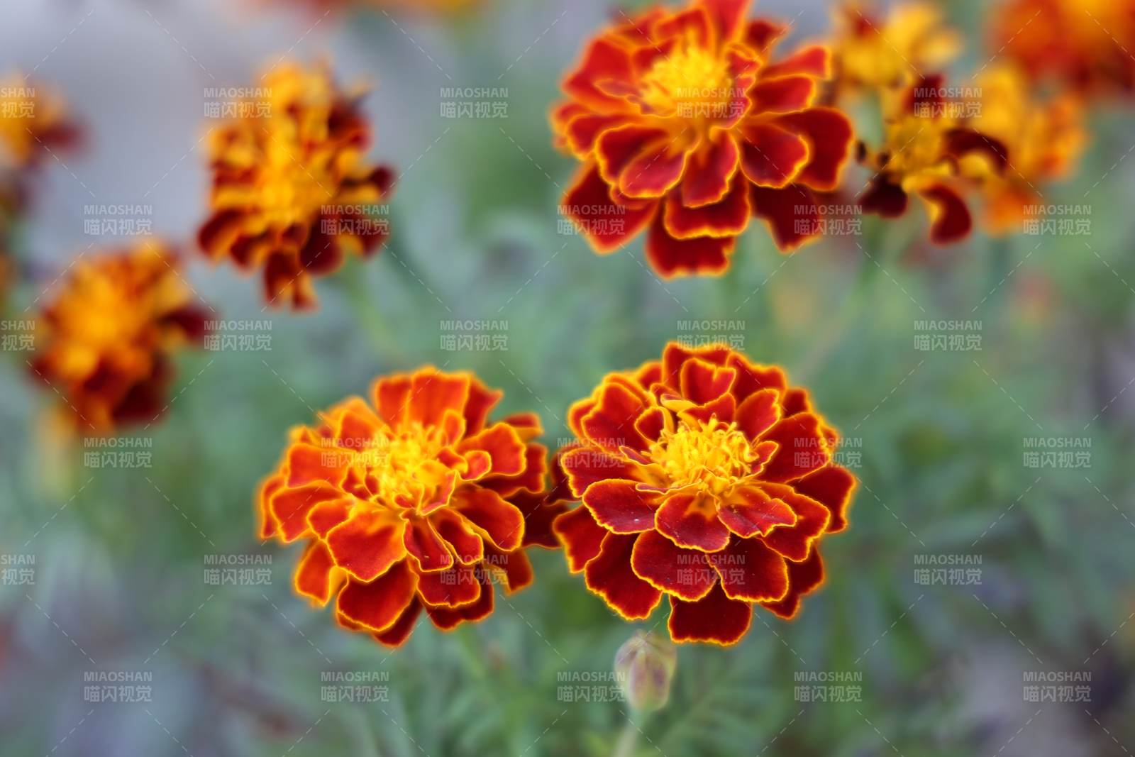 万寿菊绽放图片