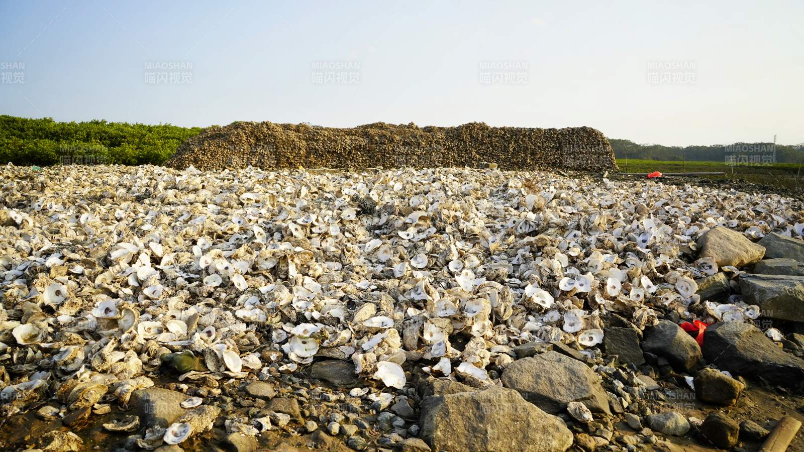 蚝壳堆叠的滩涂图片