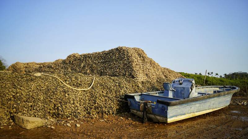 船旁堆满贝壳图片