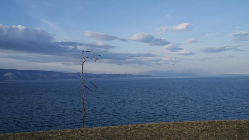 贝加尔湖畔孤树枯枝图片