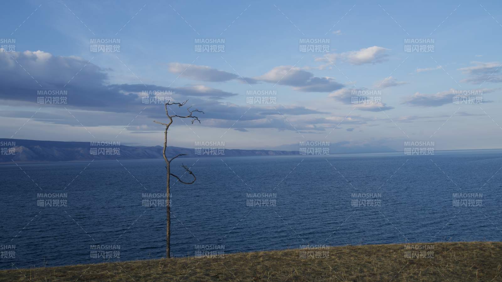 贝加尔湖畔孤树枯枝图片