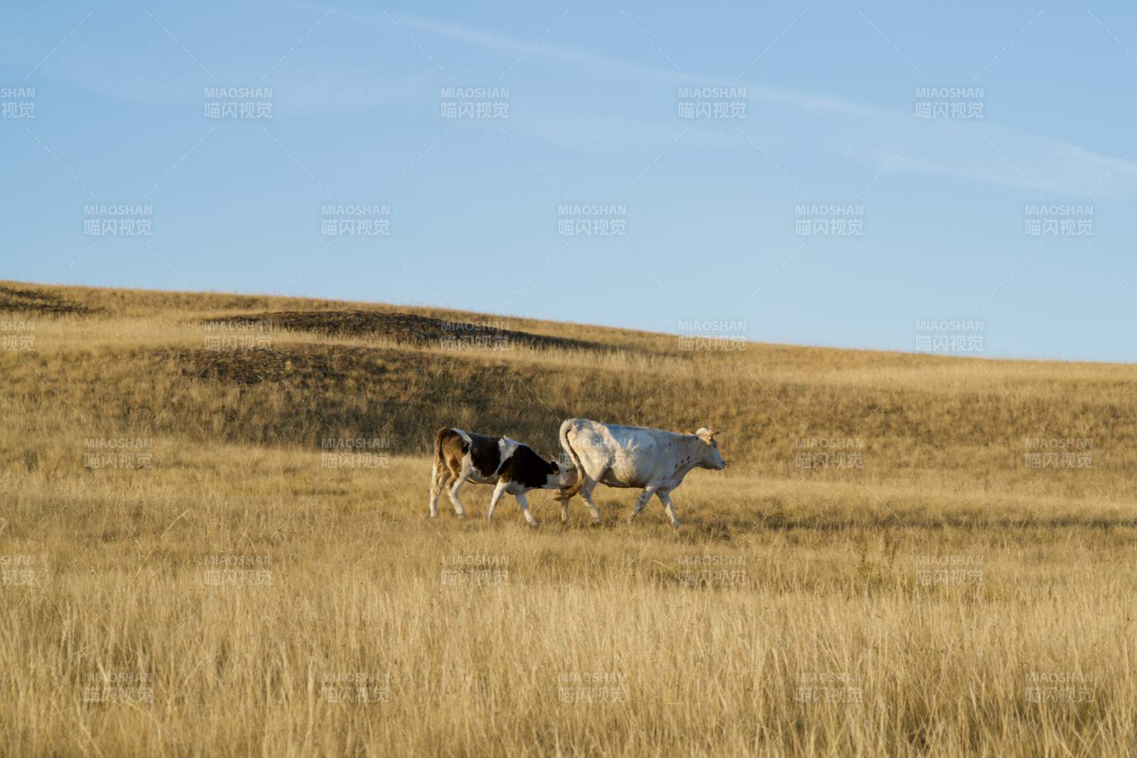 深秋奥利洪岛的牛群图片