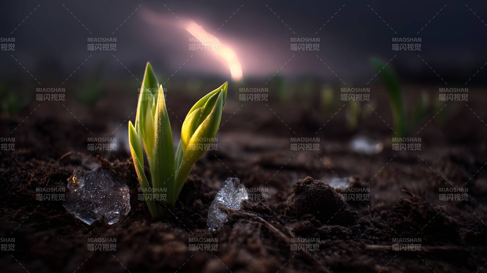 破土而出的希望图片