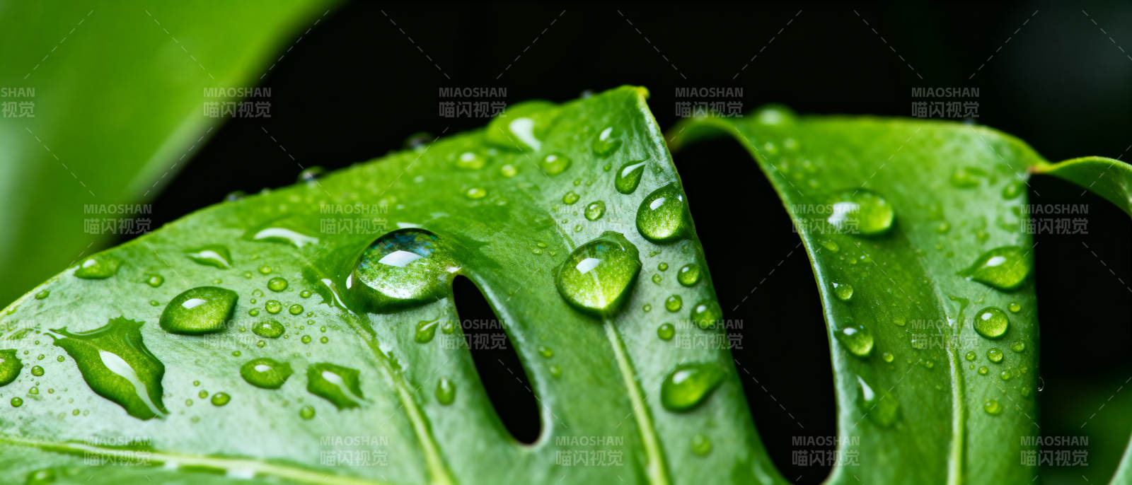 雨滴叶上晶莹图片