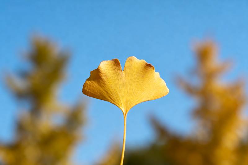 银杏叶迎秋光图片