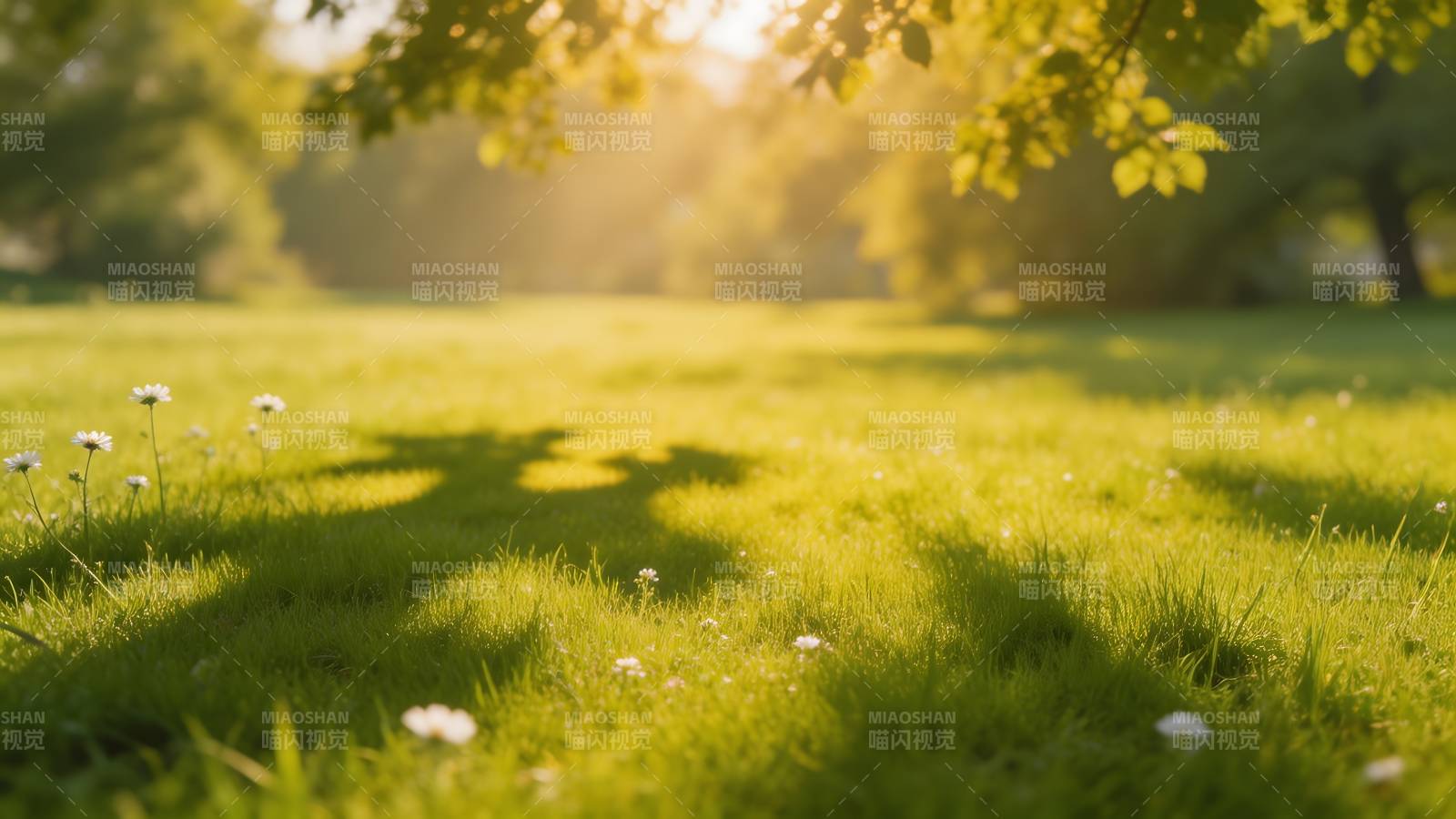 阳光下的绿草地图片
