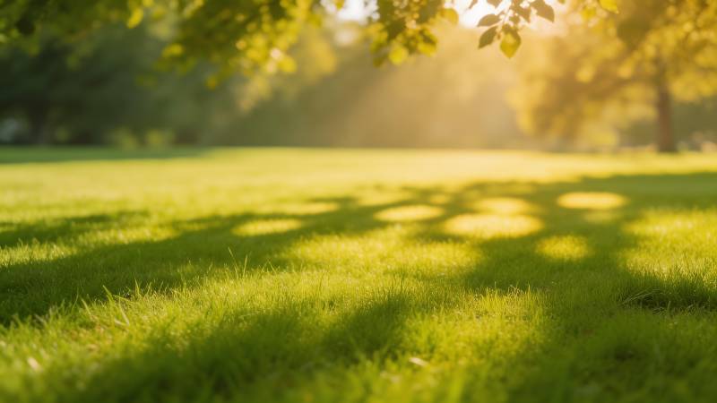 阳光下的绿草地图片