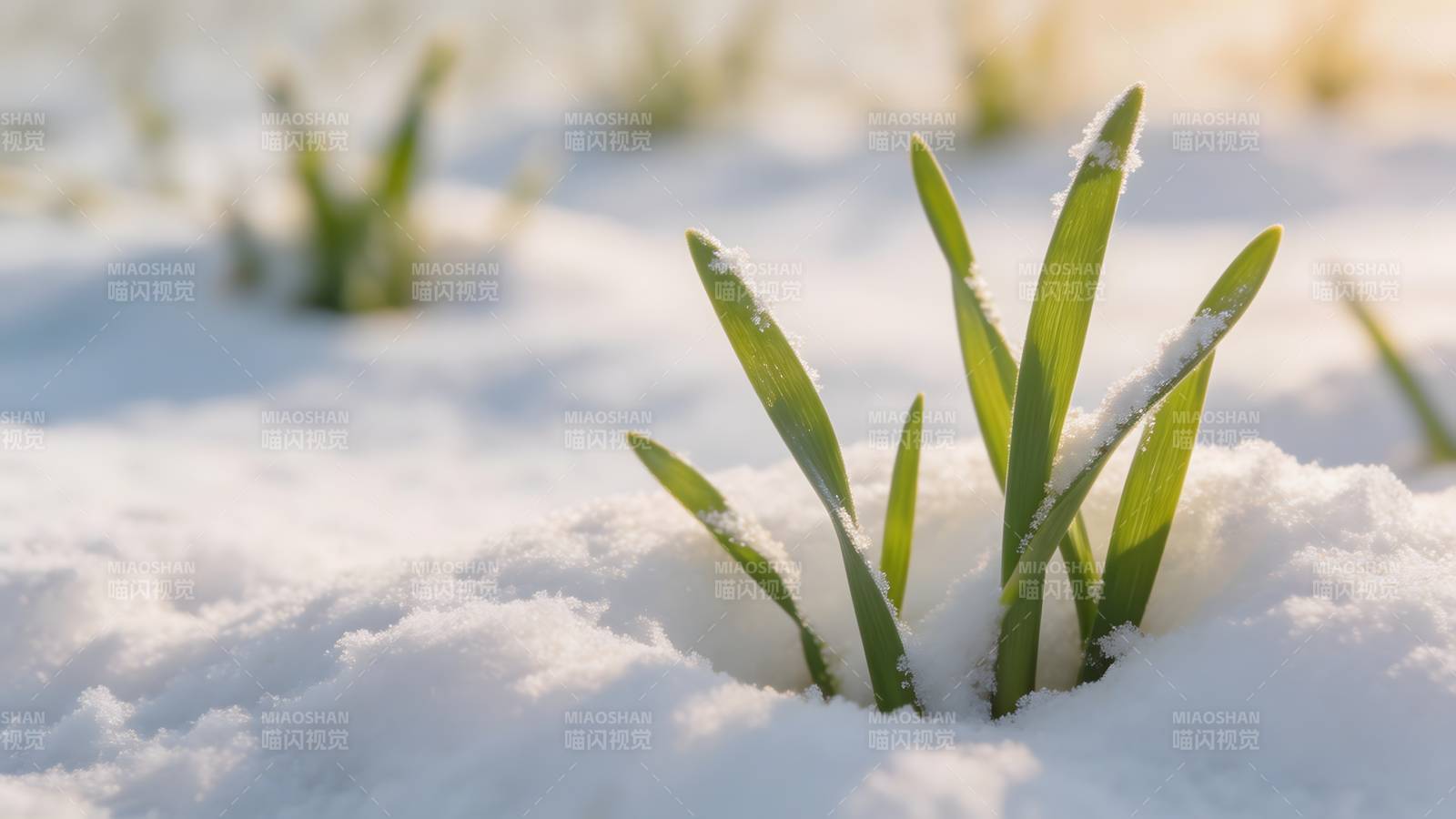 雪中绿芽破土图片
