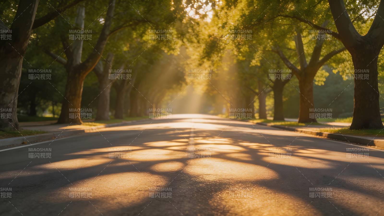 林荫道晨光图片
