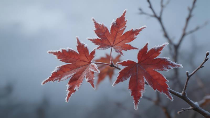 霜染枫叶红图片