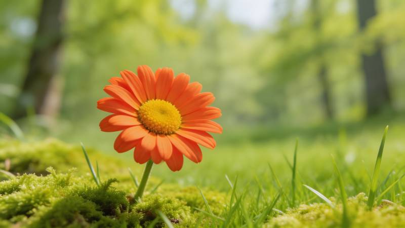 橙色雏菊在绿意中绽放图片