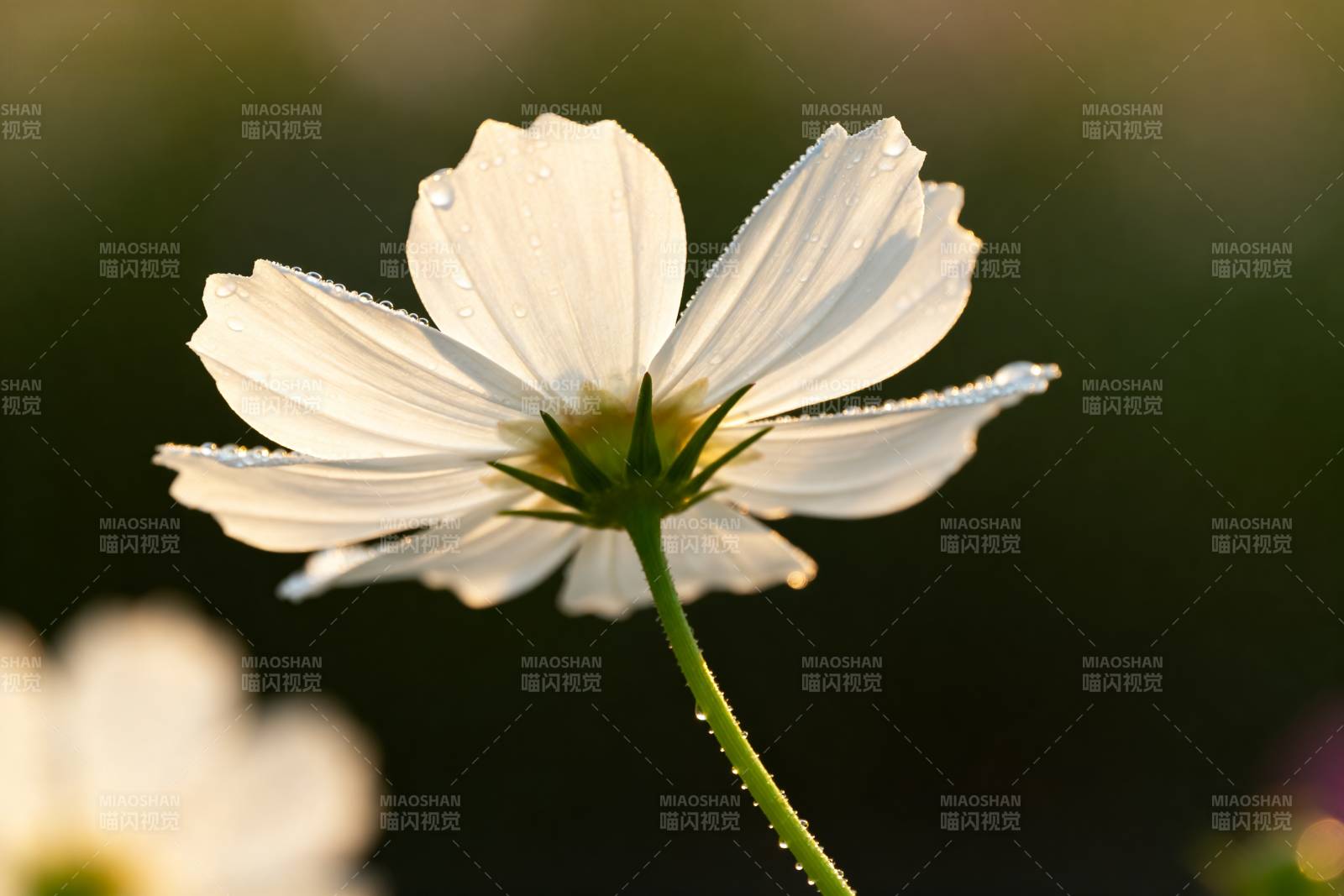 晨露白花图片