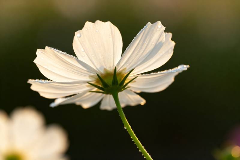 晨露白花图片