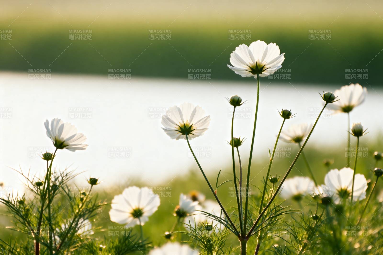 湖畔野花绽放图片