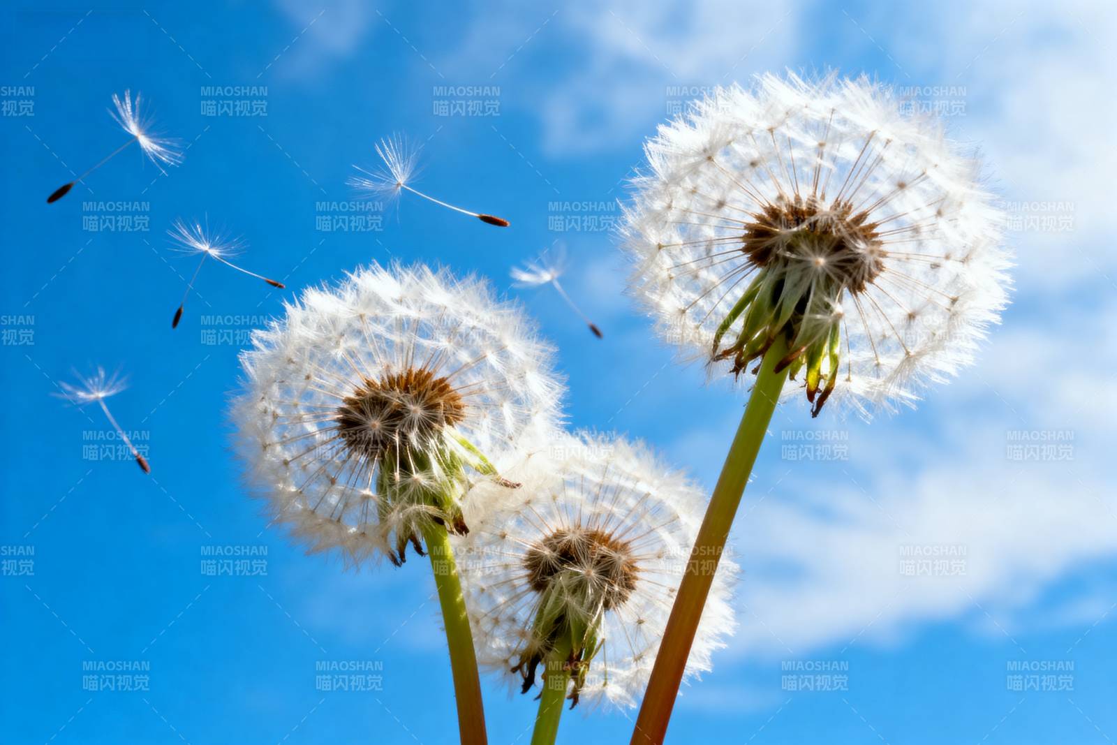 蒲公英随风飘扬图片